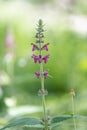 Hedge woundwort Stachys sylvatica, inflorescence